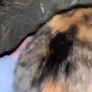 Gadse und Hühnchen :)