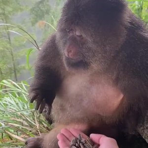 Wählerischer Affe