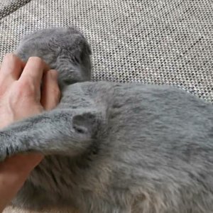 Murka möchte gestreichelt werden