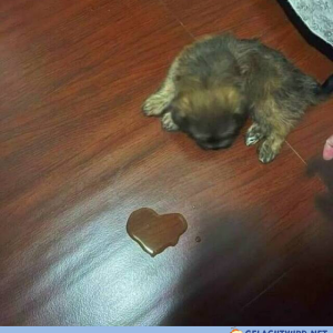Wahre Liebe