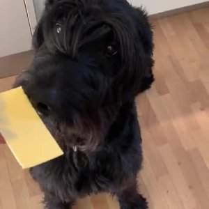 Der Hunt lügt nicht !!!