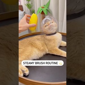 STEAMY BRUSH #017