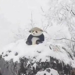 Henlo