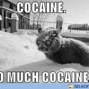 Catcaine