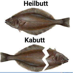 Kabutt 😕