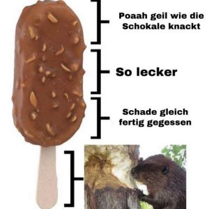 Bóbr