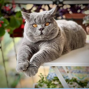 Best of Breed