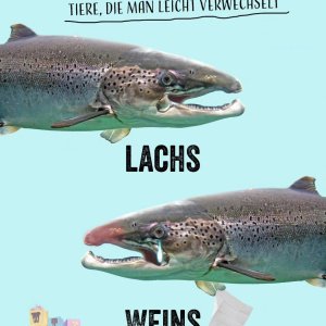 Lel der Lachs