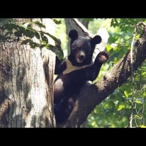 Kragenbären im Tigerwald Doku (2017)