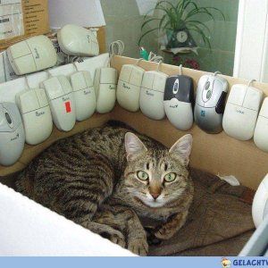Gadse und Maus