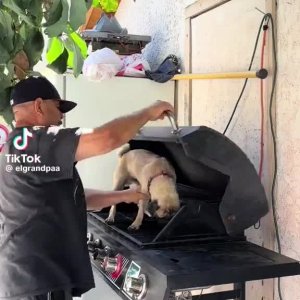 They're eating the dogs
