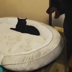 Katzen &amp; Hunde