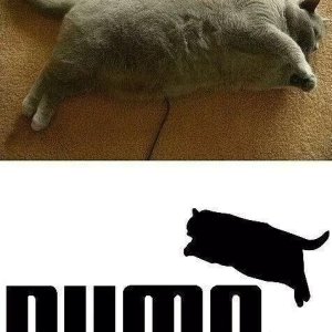 BKH Puma