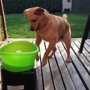 Endlich kann sich der Hund selbst beschäftigen