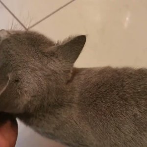 Vergessen Nassfutter zu kaufen - Katzen mett