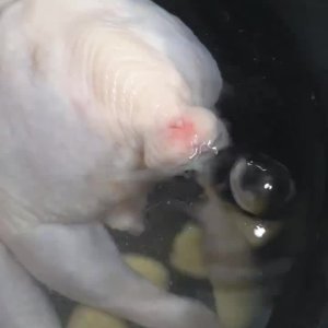 blubberblase