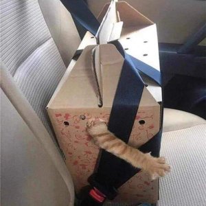 Gadsentransport
