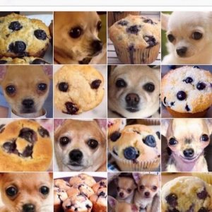 chihuahua oder muffin