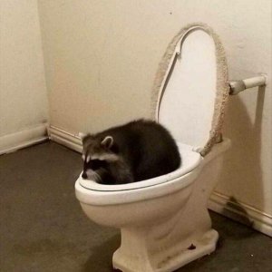 Unerwarter Gast bei der Toilettentournee