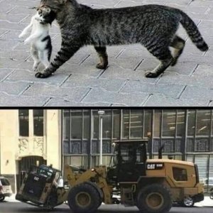 Cats doing cats dings