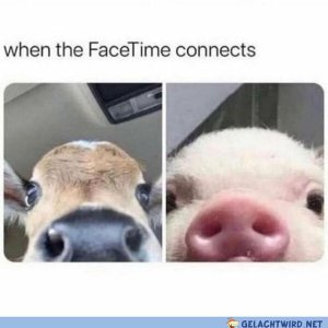 lel