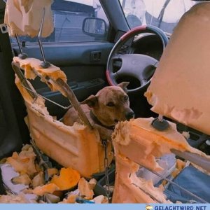 Good boy!