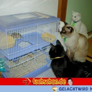 Die Cutzen