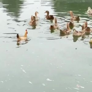 I bims, 1 Ente