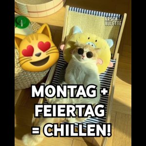 KATZEN AM MONTAG