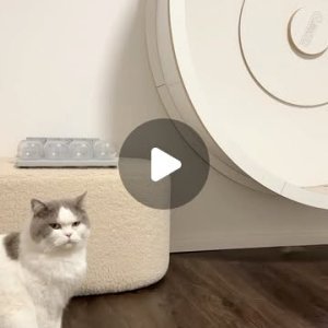 TOFFEE HAT WIEDER (!!!) INS LAUFRAUD GESCHISSEN
