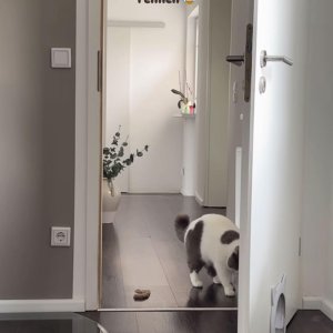TOFFEE HAT IN DIE WOHNUNG GESCHISSEN
