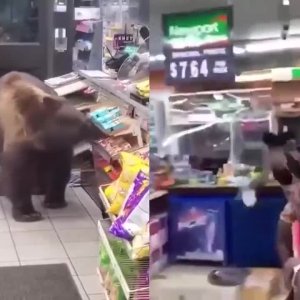 Wie sich Tiere in Geschäften verhalten vs. wie sich Bären verhalten