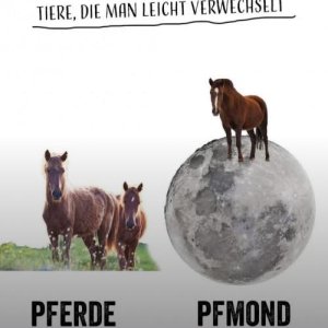 Neues vom 5-Stunden-Pferd