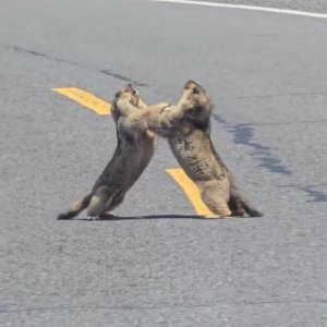 Öööh