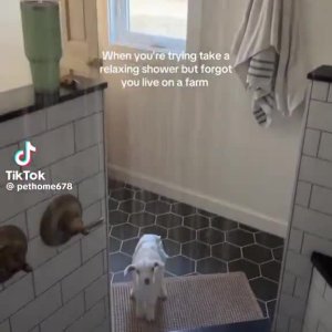 lol die Tsiegn