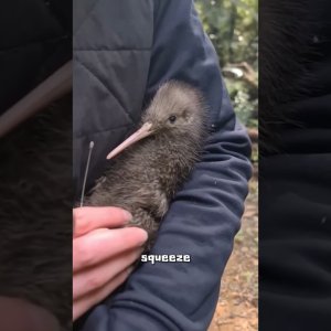 Kiwi