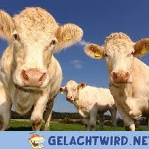Freundliche Kühe schauen aweng