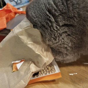 BKH auf Futtersuche