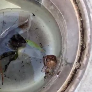 Der Stöpselfrosch