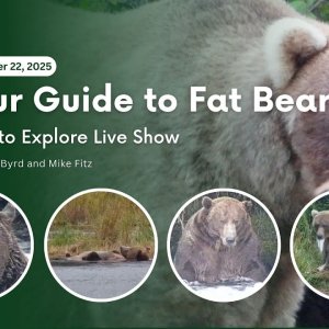 Your Guide to Fat Bear Week | More to Explore Live Show
