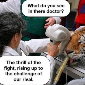 Das Ei des Tigers