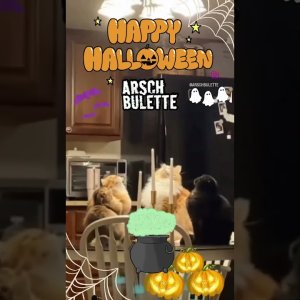 KATZEN HALLOWEEN!