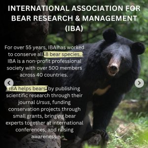 KBM/MBM: IBA