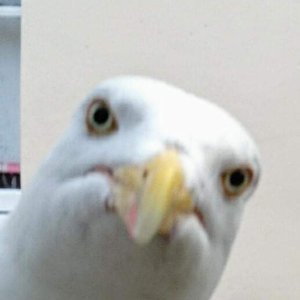 Wäre Sylvester 1 Fogel