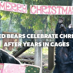 Rescued Bears Celebrate Christmas After Years in Cages