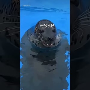 Schmackofatzo