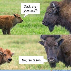 Über die Sexualität amerikanischer Prärietiere.