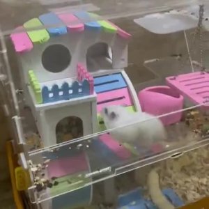 Hamster übt Backflips