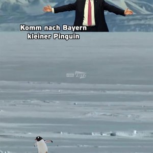 Flieh, kleiner Pinguin!