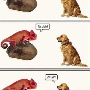 What?